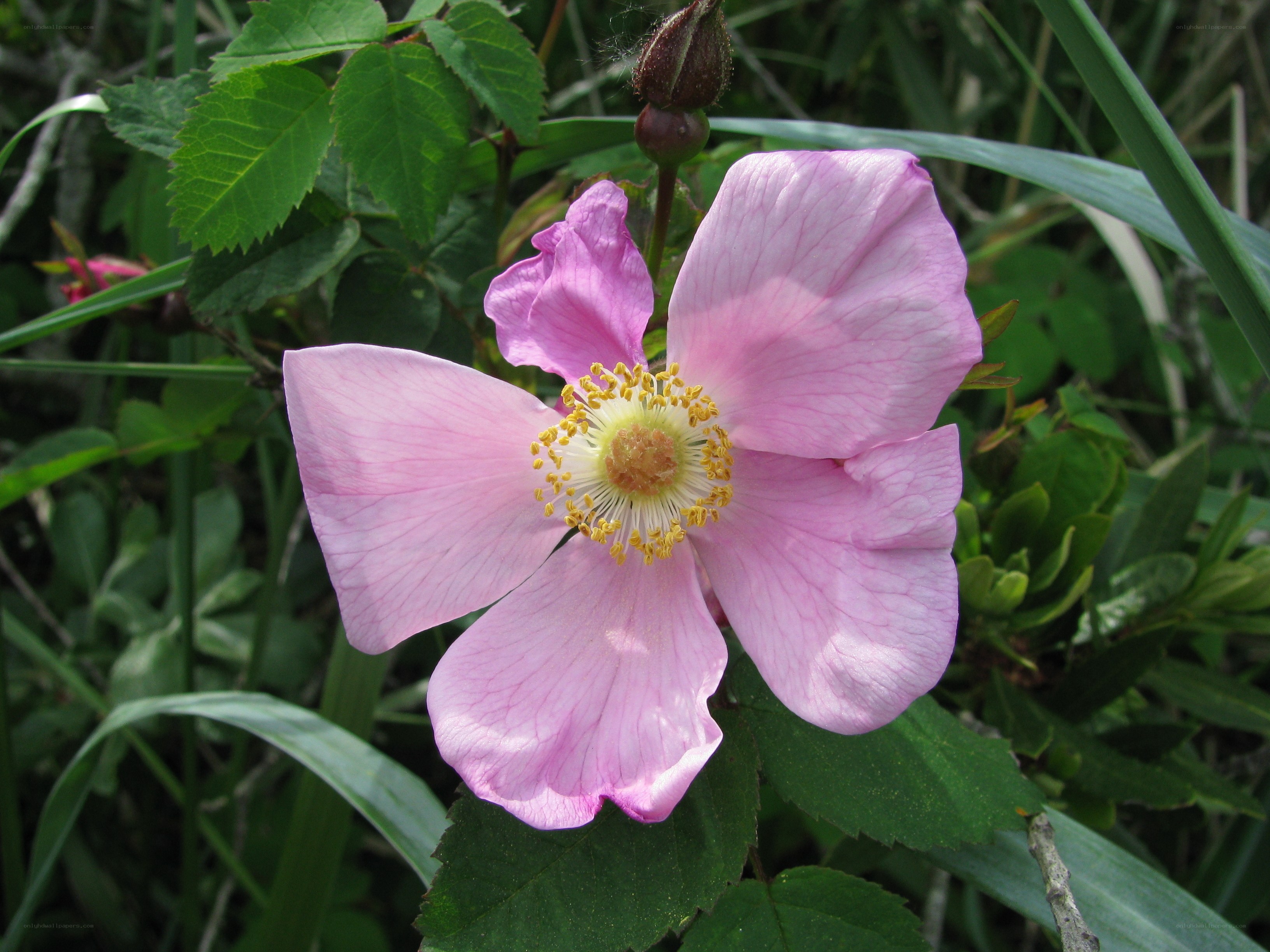 pink wild rose in bloom
