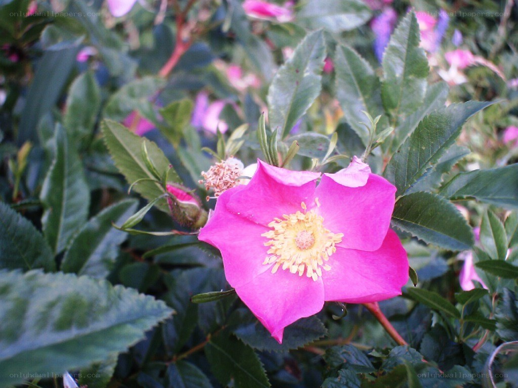 Pink wild rose in bloom