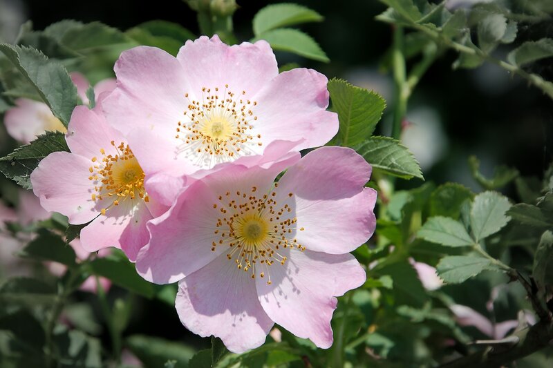 Pink wild roses in bloom