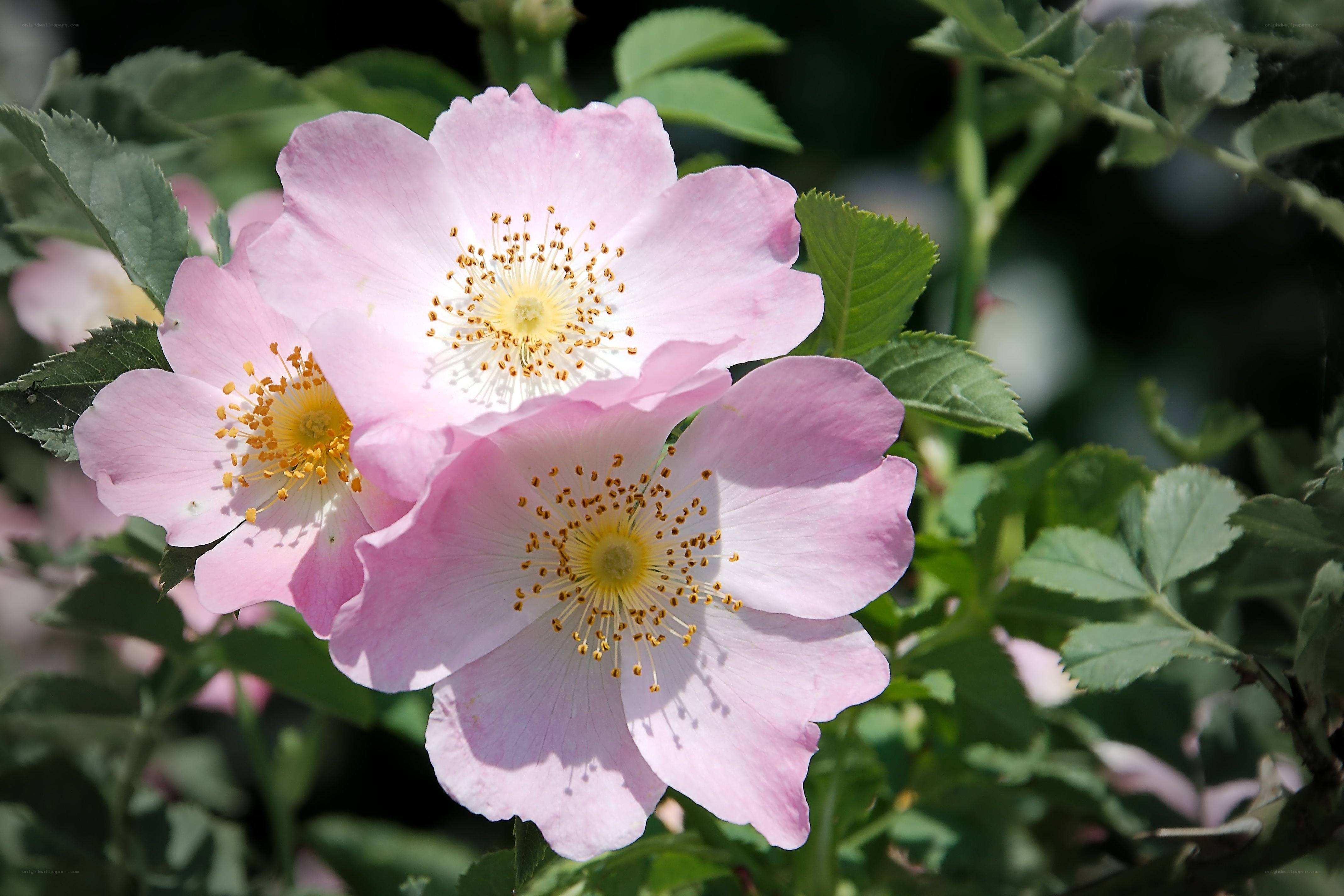 Pink wild roses in bloom