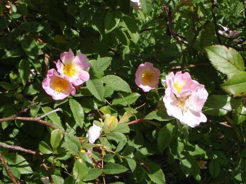 Pink Wild Roses — Serene, Afternoon, Photograph