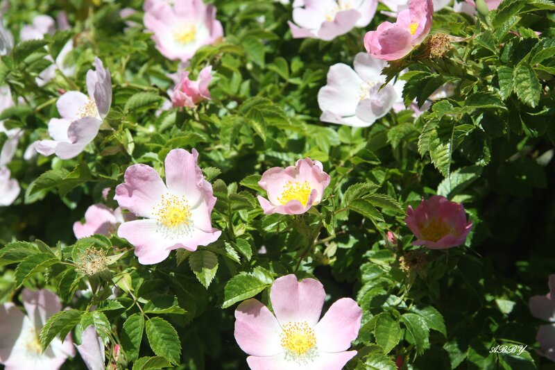 Pink Wild Roses — Serene, Afternoon
