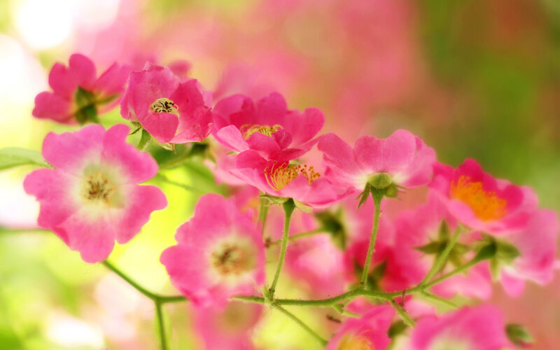Pink Wild Roses — Serene, Spring, Photograph