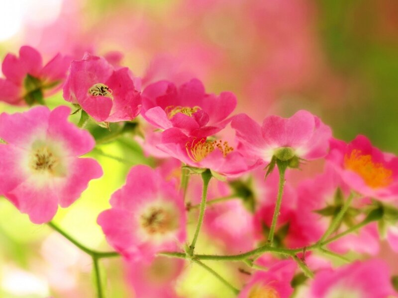 Pink Wild Roses — Serene, Spring