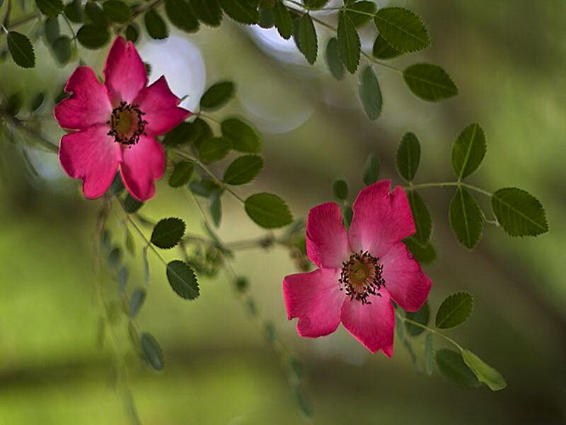 Pink Wild Roses — Serene