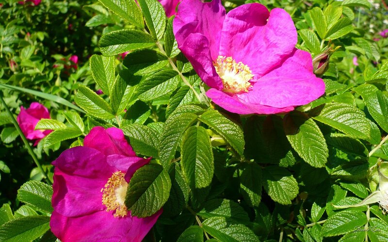 Pink Wild Roses