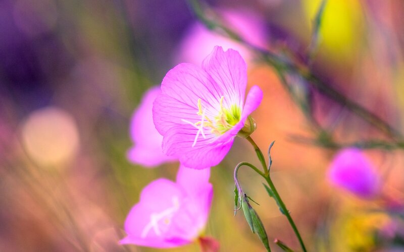 Pink Wildflower Bloom — Purple