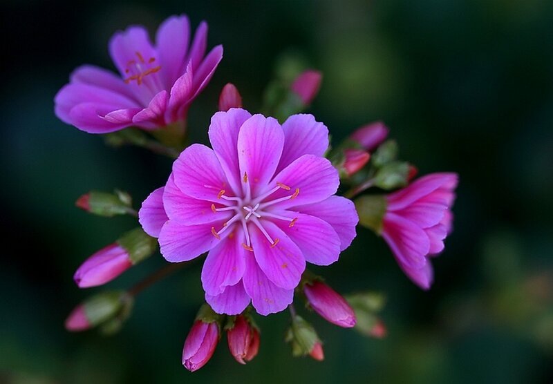 Pink Wildflower Bloom