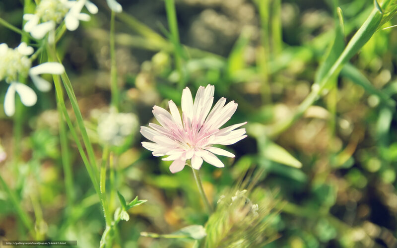 Pink Wildflower in Grass — Green