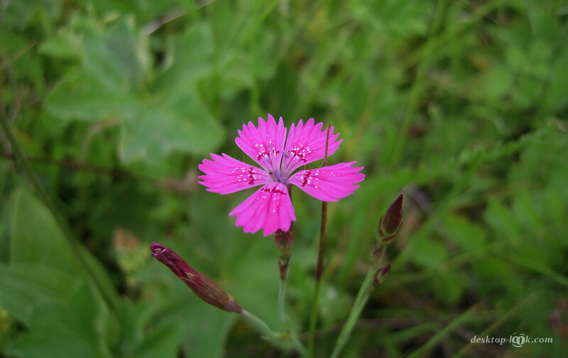 Pink Wildflower in Grass — Natural