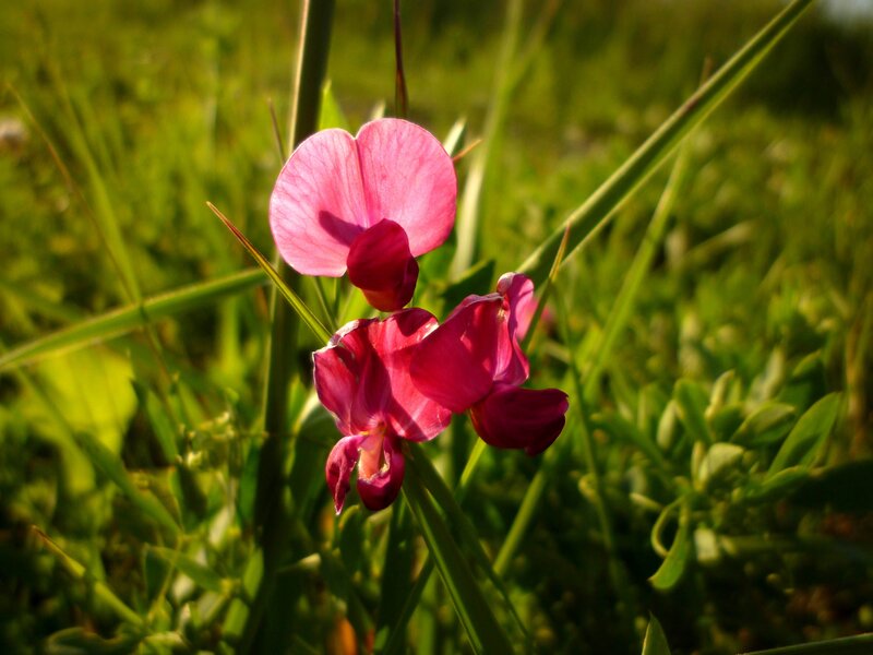 Pink Wildflower in Grass — Serene