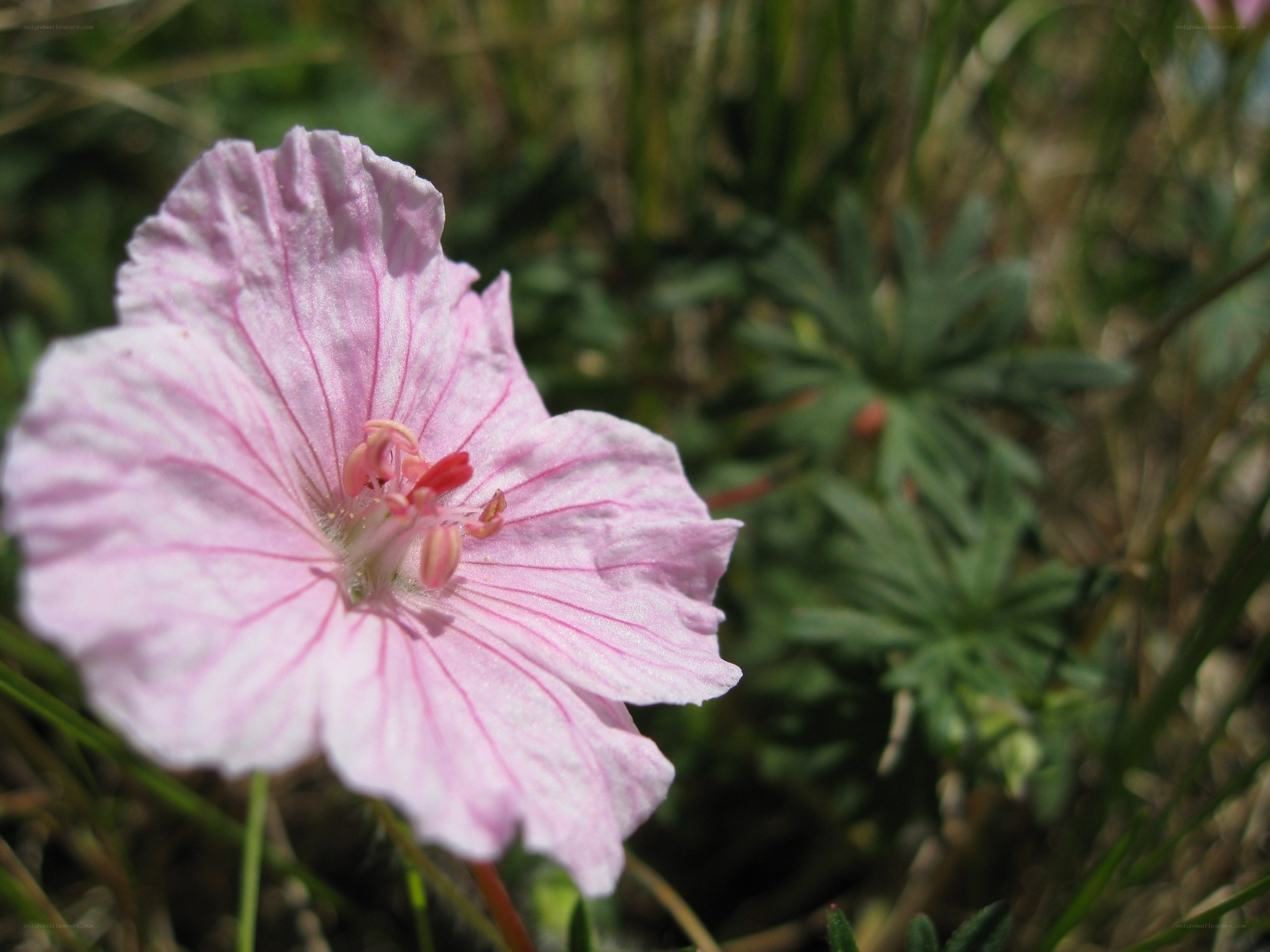 pink wildflower in grass