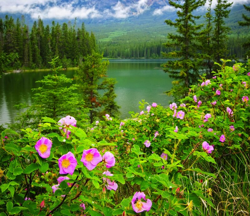 Pink Wildflowers by Lake — Green