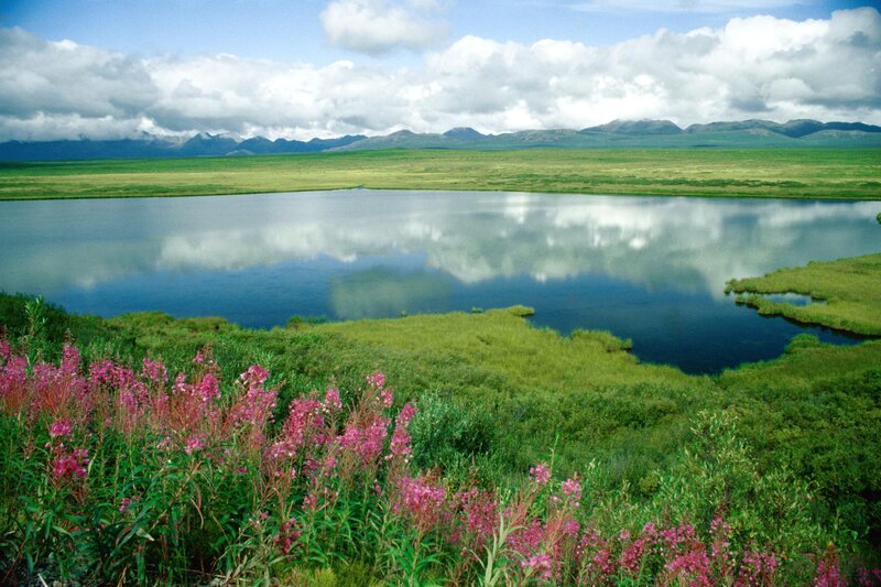 Pink Wildflowers by Lake