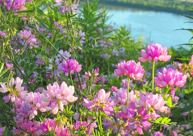 Pink Wildflowers by River