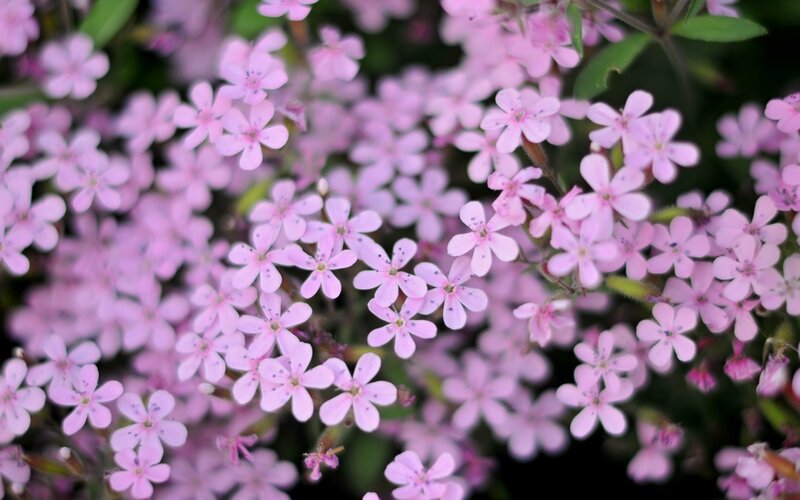 Pink Wildflowers — Calm