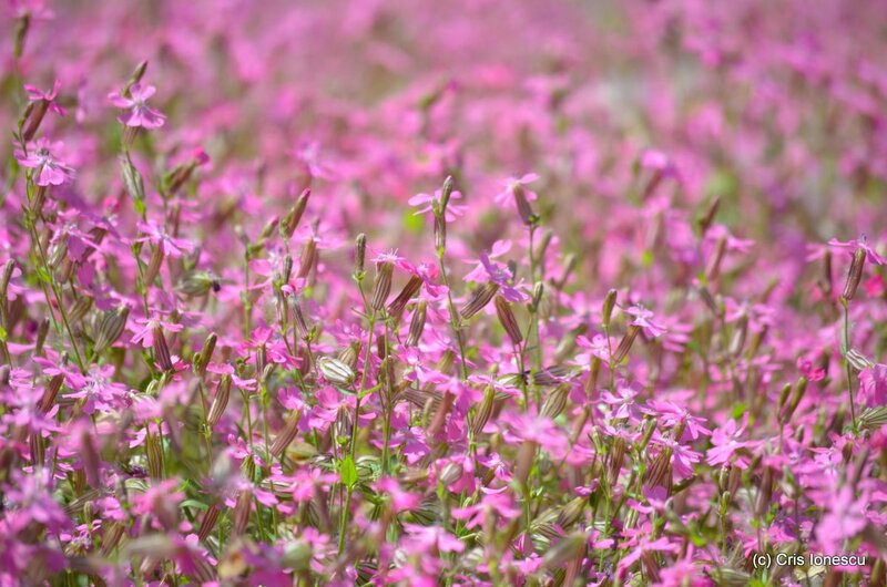 Pink Wildflowers Field