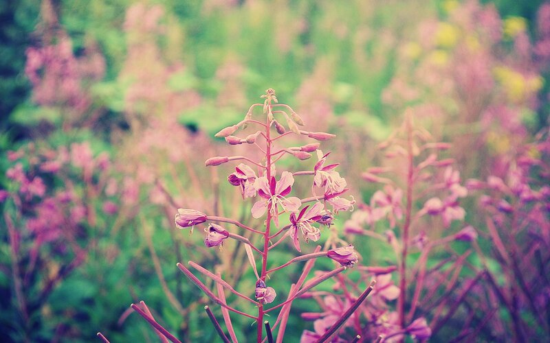 Pink wildflowers in a field