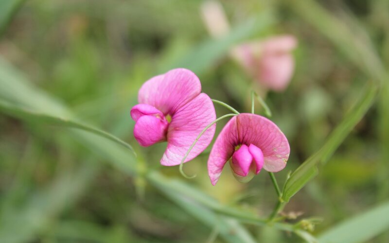 pink wildflowers in a field