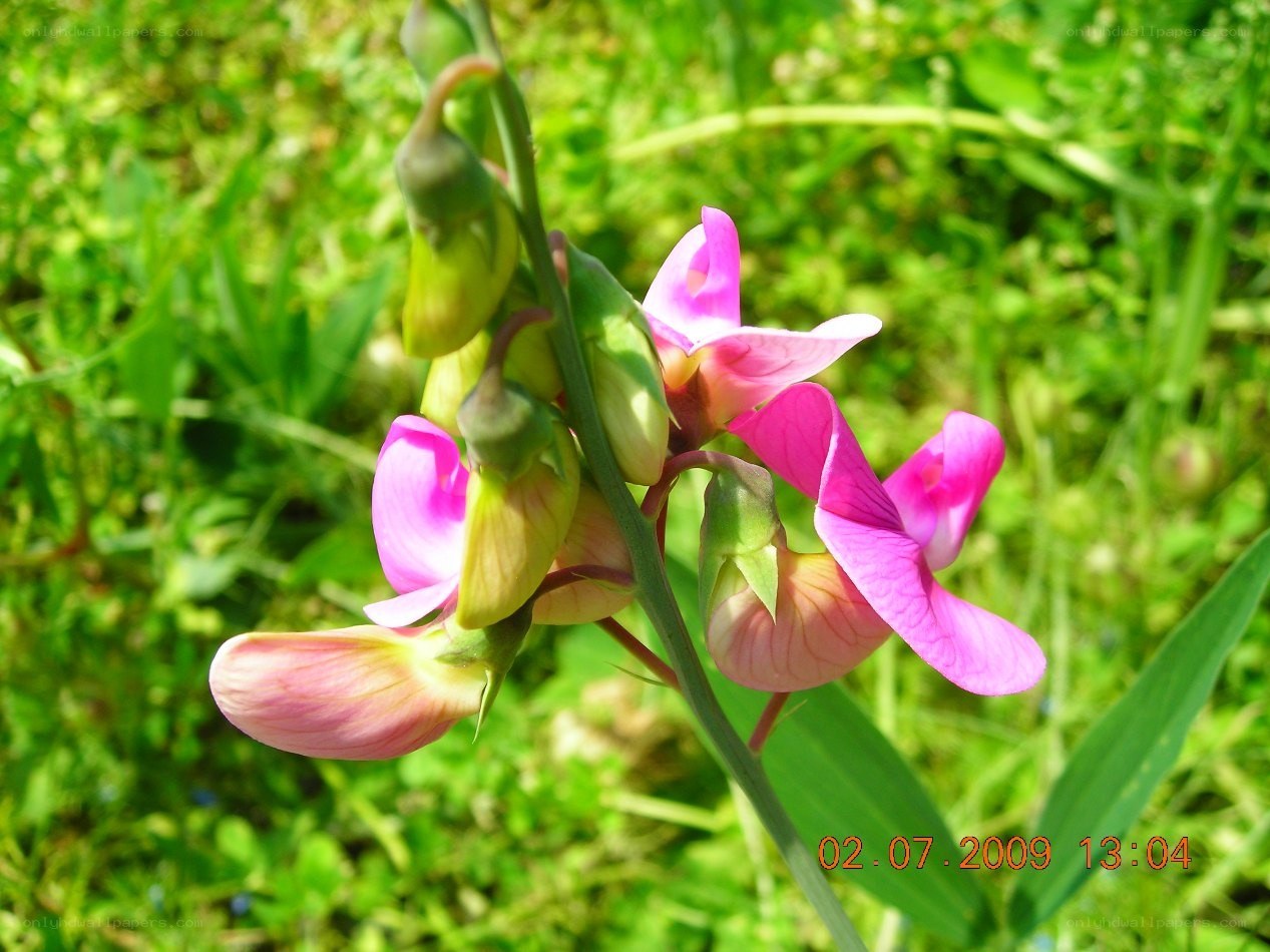 Pink wildflowers in a field