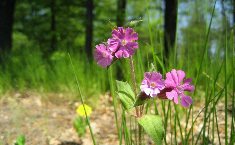 Pink wildflowers in a forest