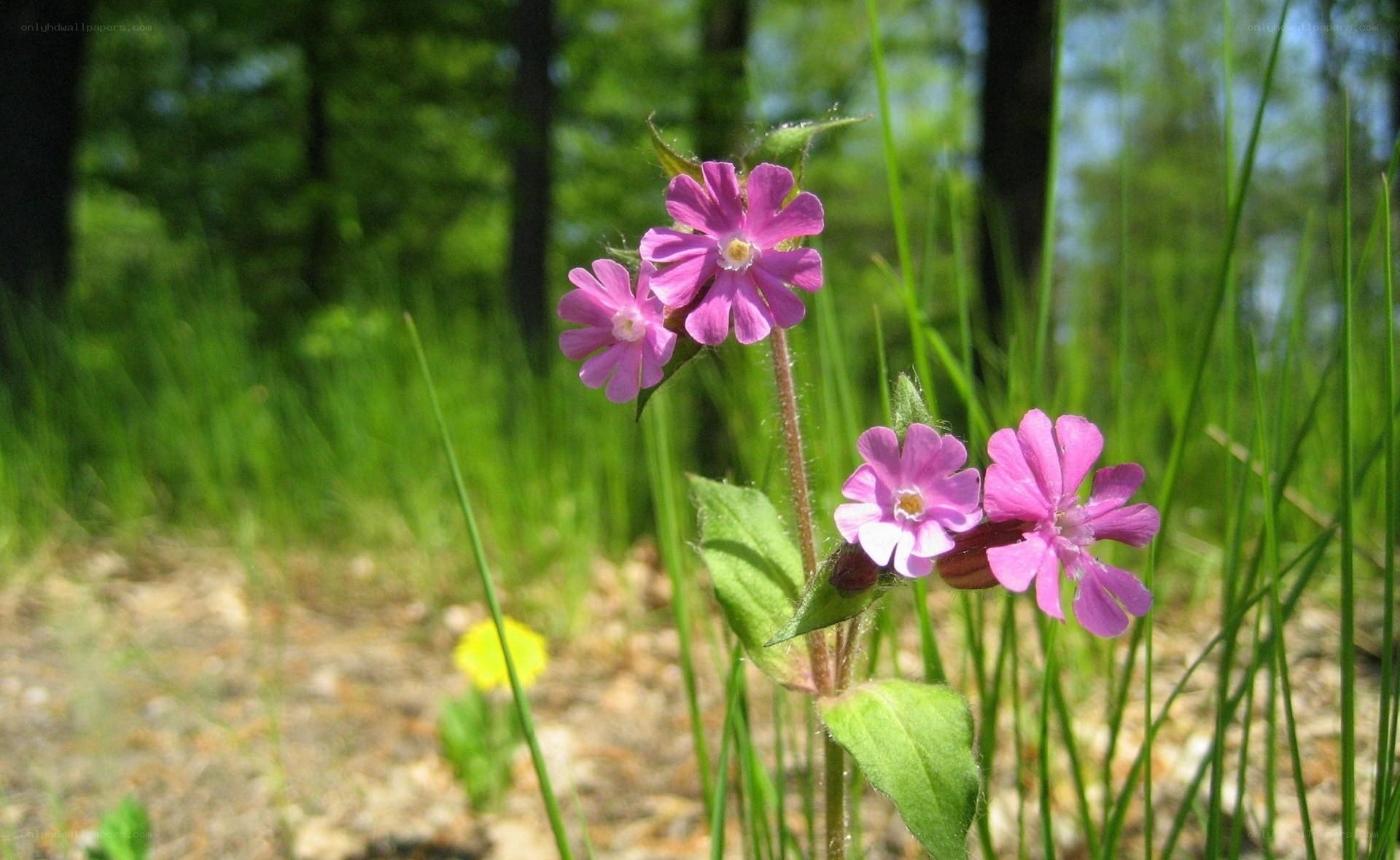Pink wildflowers in a forest