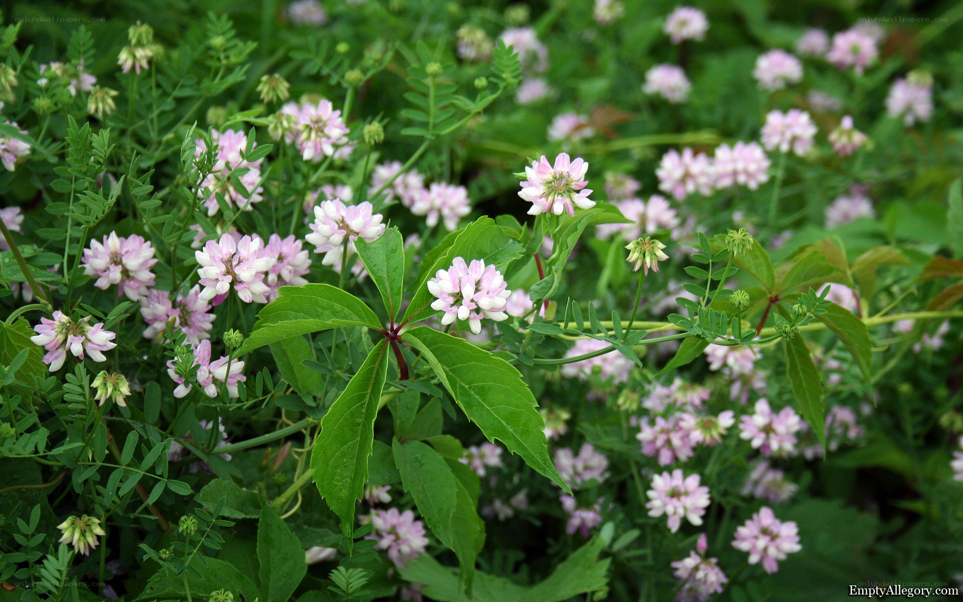 Pink wildflowers in a green field
