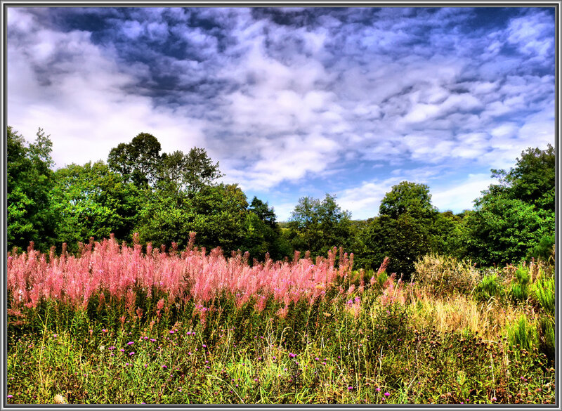 Pink wildflowers in a meadow