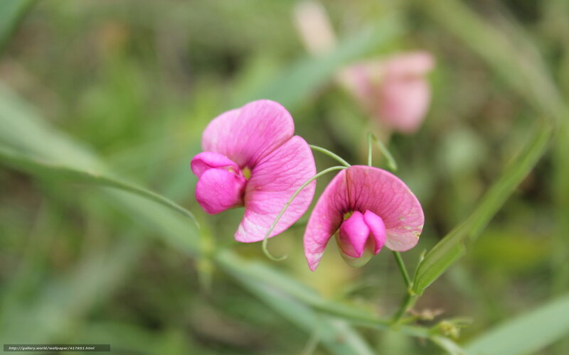 Pink wildflowers in a meadow