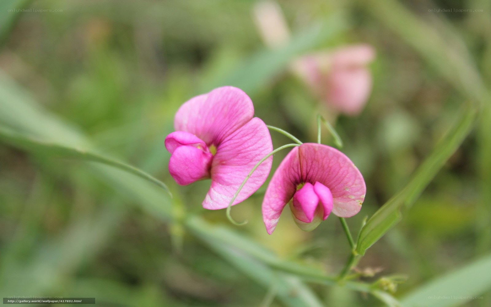 Pink wildflowers in a meadow