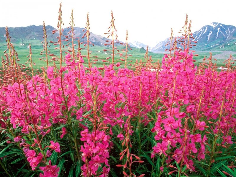 Pink wildflowers in a mountain valley