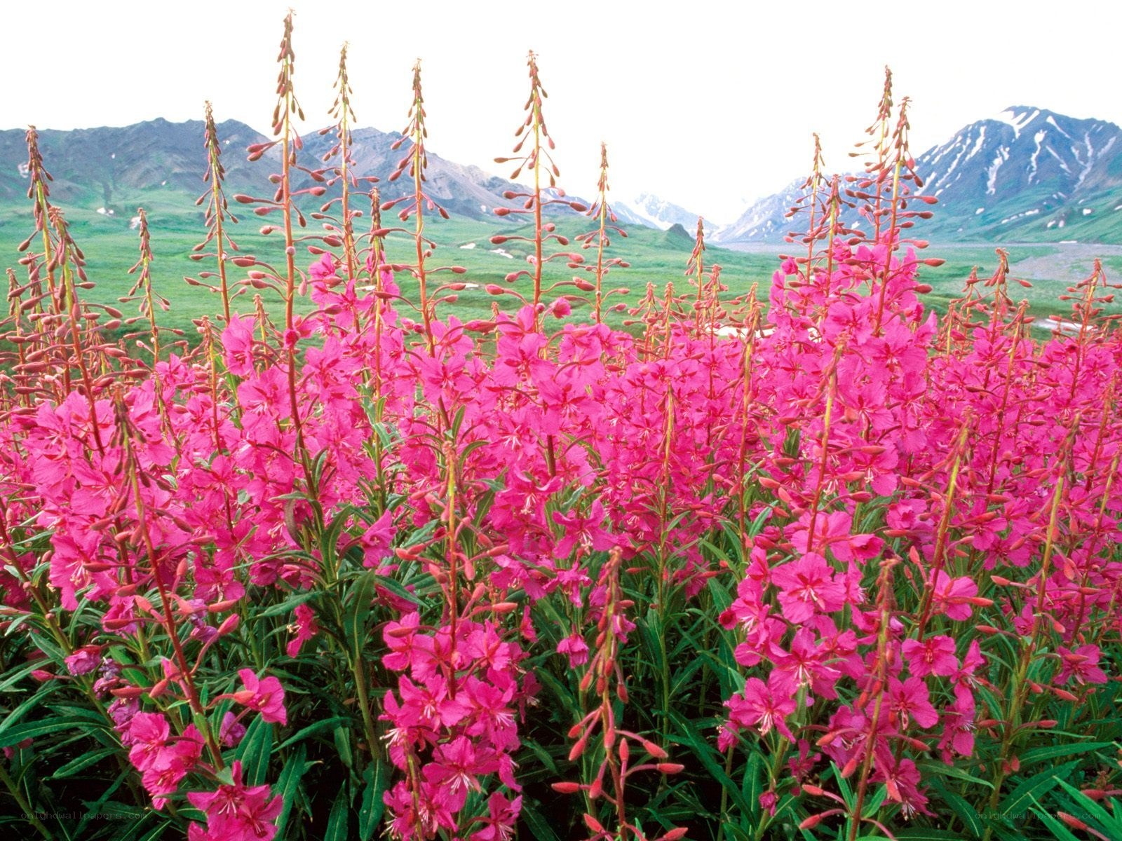 Pink wildflowers in a mountain valley
