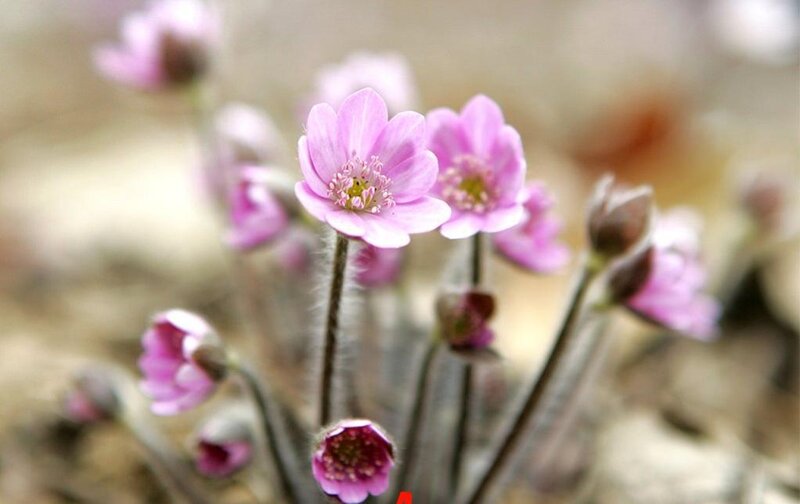 Pink wildflowers in bloom