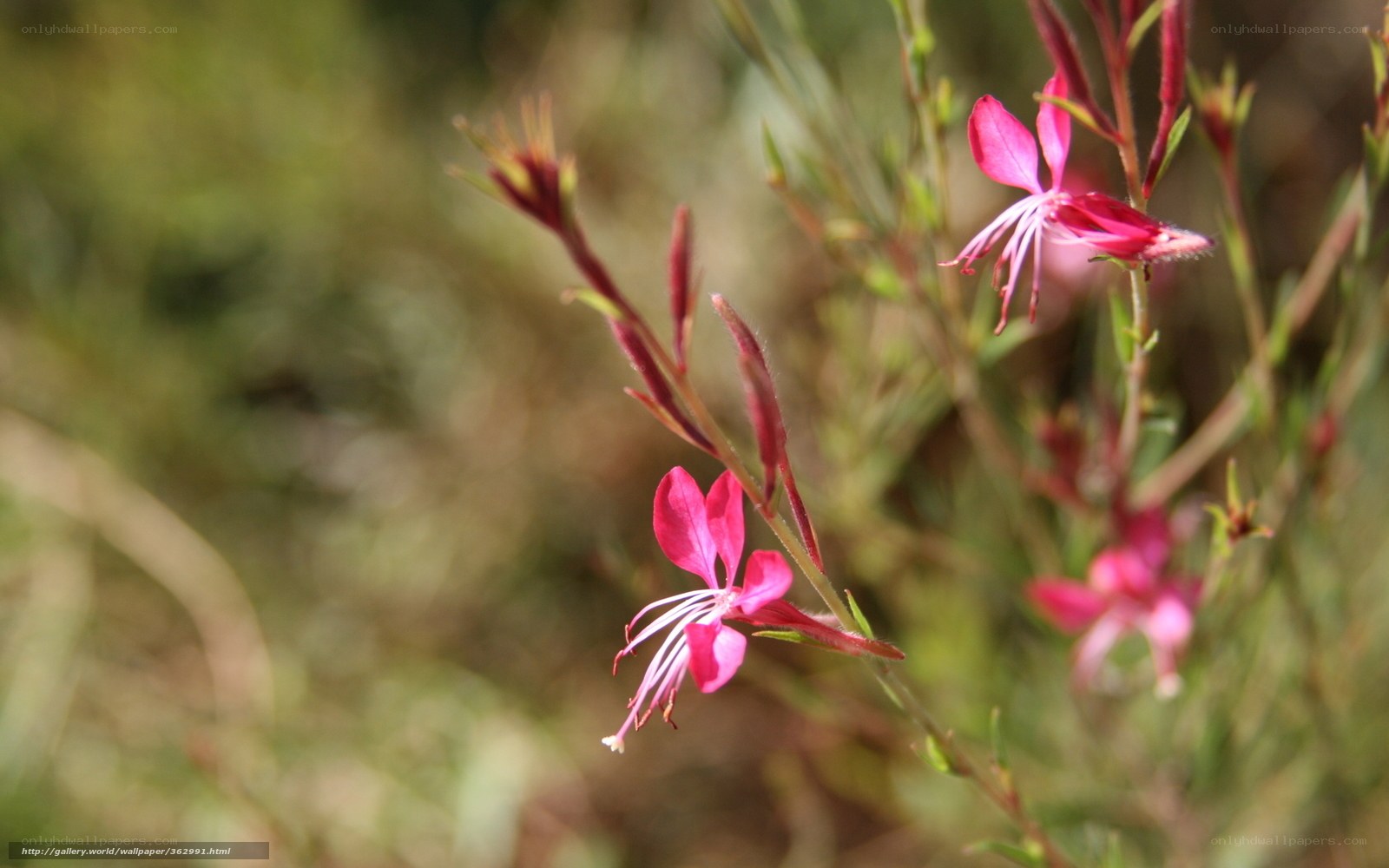 Pink wildflowers in bloom