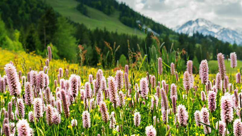 Pink Wildflowers in Field — Green, Serene