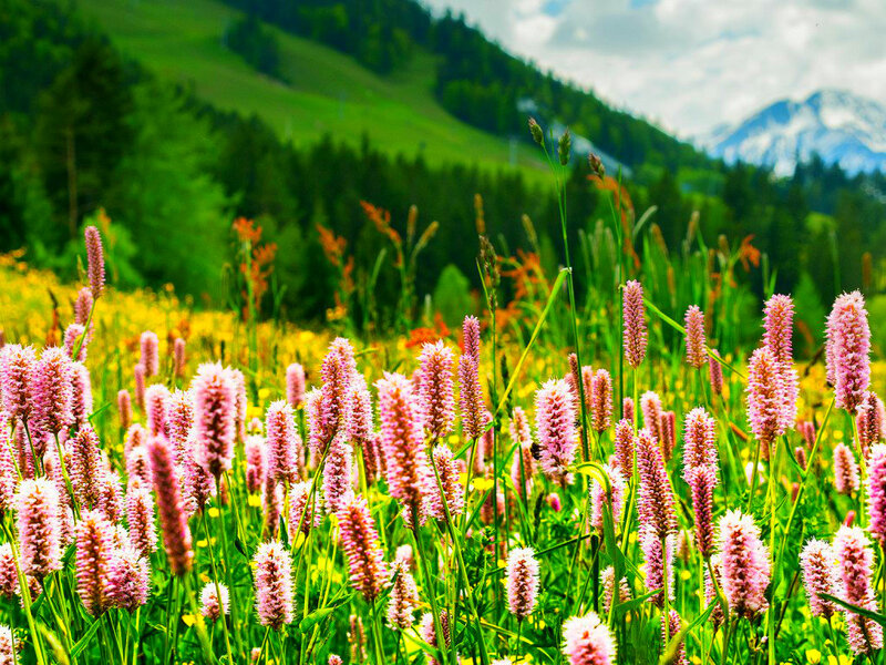 Pink Wildflowers in Field — Green
