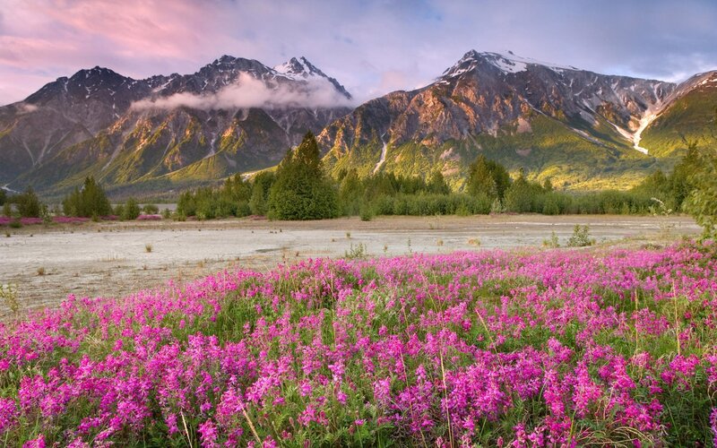 Pink Wildflowers in Field — Purple, Serene, Sunrise
