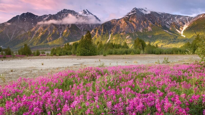 Pink Wildflowers in Field — Purple, Serene, Sunset