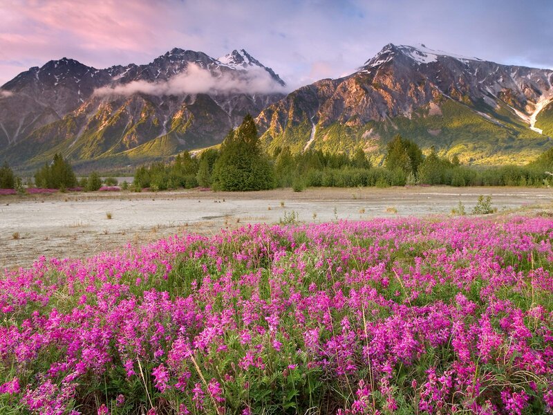 Pink Wildflowers in Field — Purple, Serene