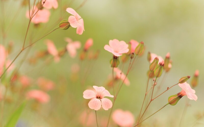 Pink Wildflowers in Field — Serene, Spring
