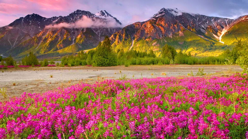 Pink Wildflowers in Field — Serene, Sunrise