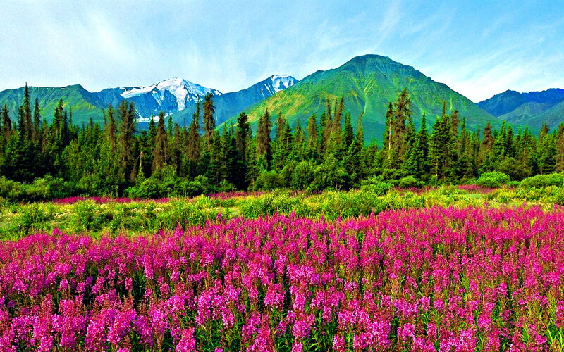 Pink Wildflowers in Field — Serene