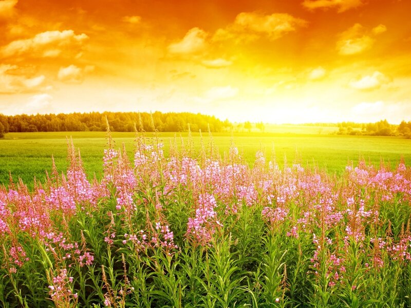 Pink Wildflowers in Field