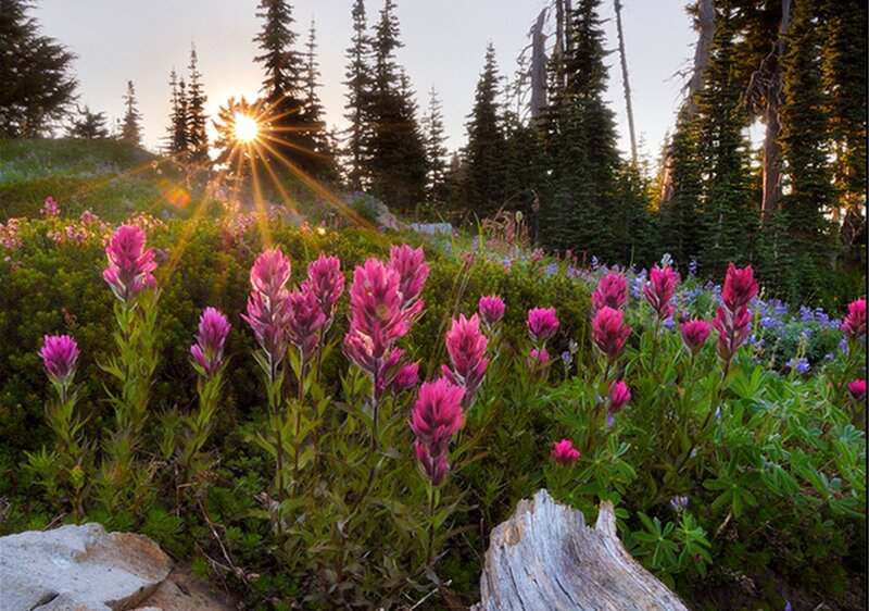 Pink Wildflowers in Forest — Serene
