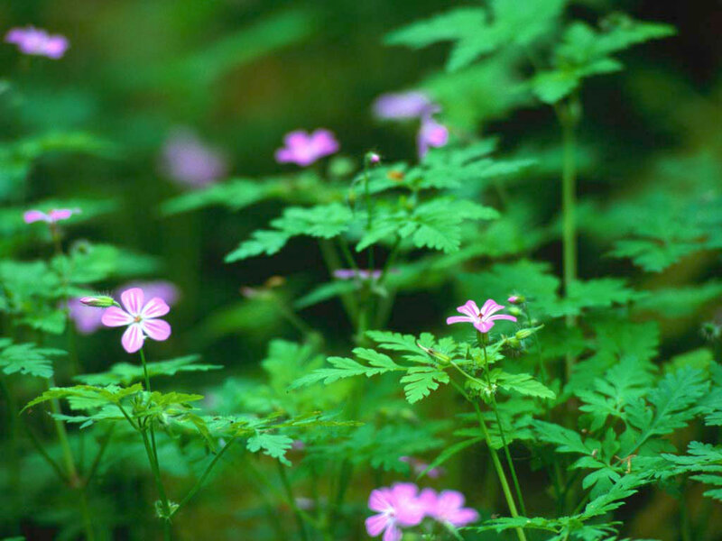 Pink Wildflowers in Forest