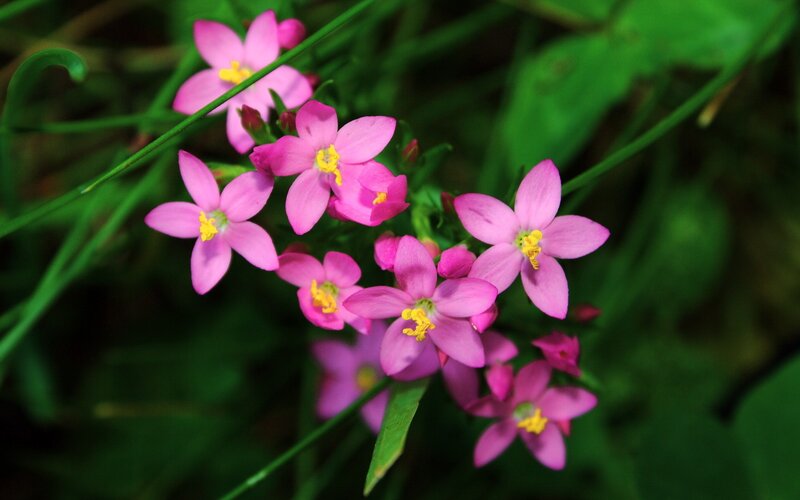Pink Wildflowers in Grass — Natural, Spring