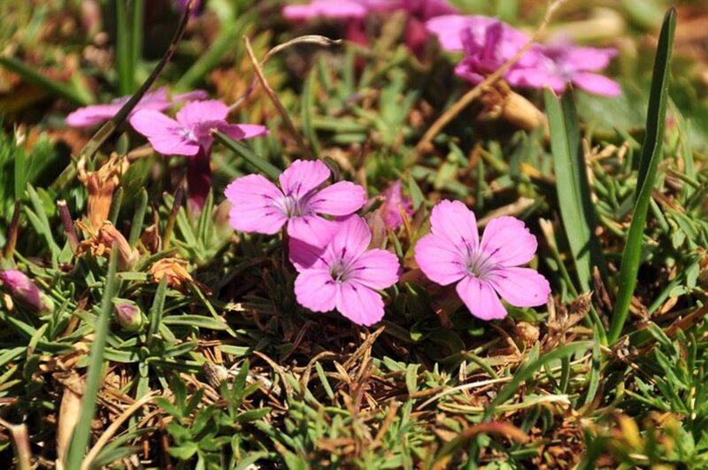 Pink Wildflowers in Grass — Natural