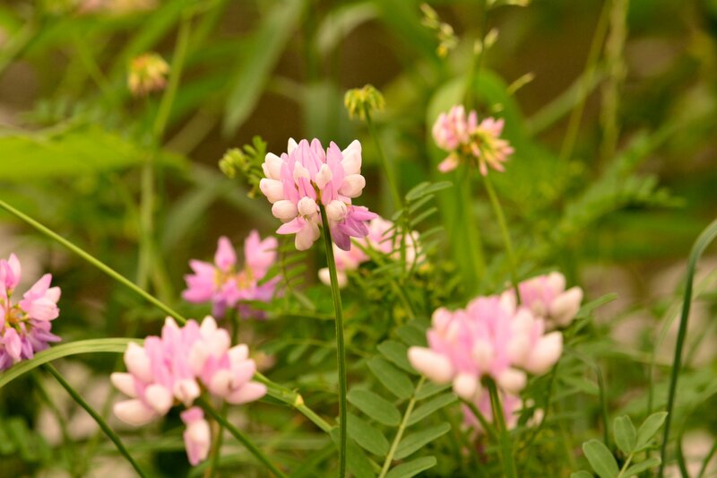 Pink Wildflowers in Grass — Serene, Spring