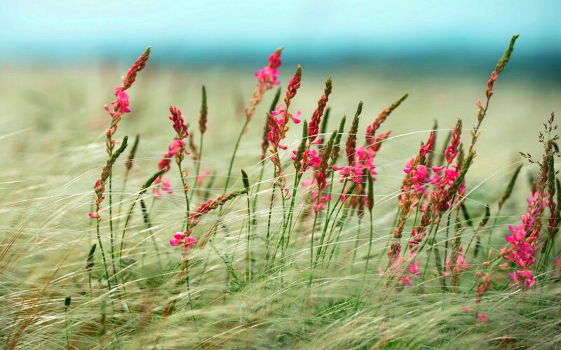 Pink Wildflowers in Grass — Serene