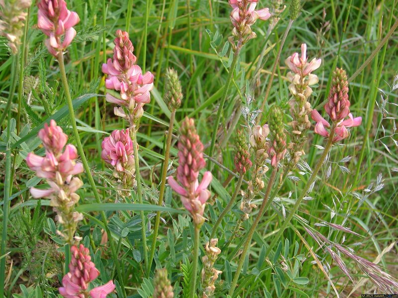 Pink Wildflowers in Grass